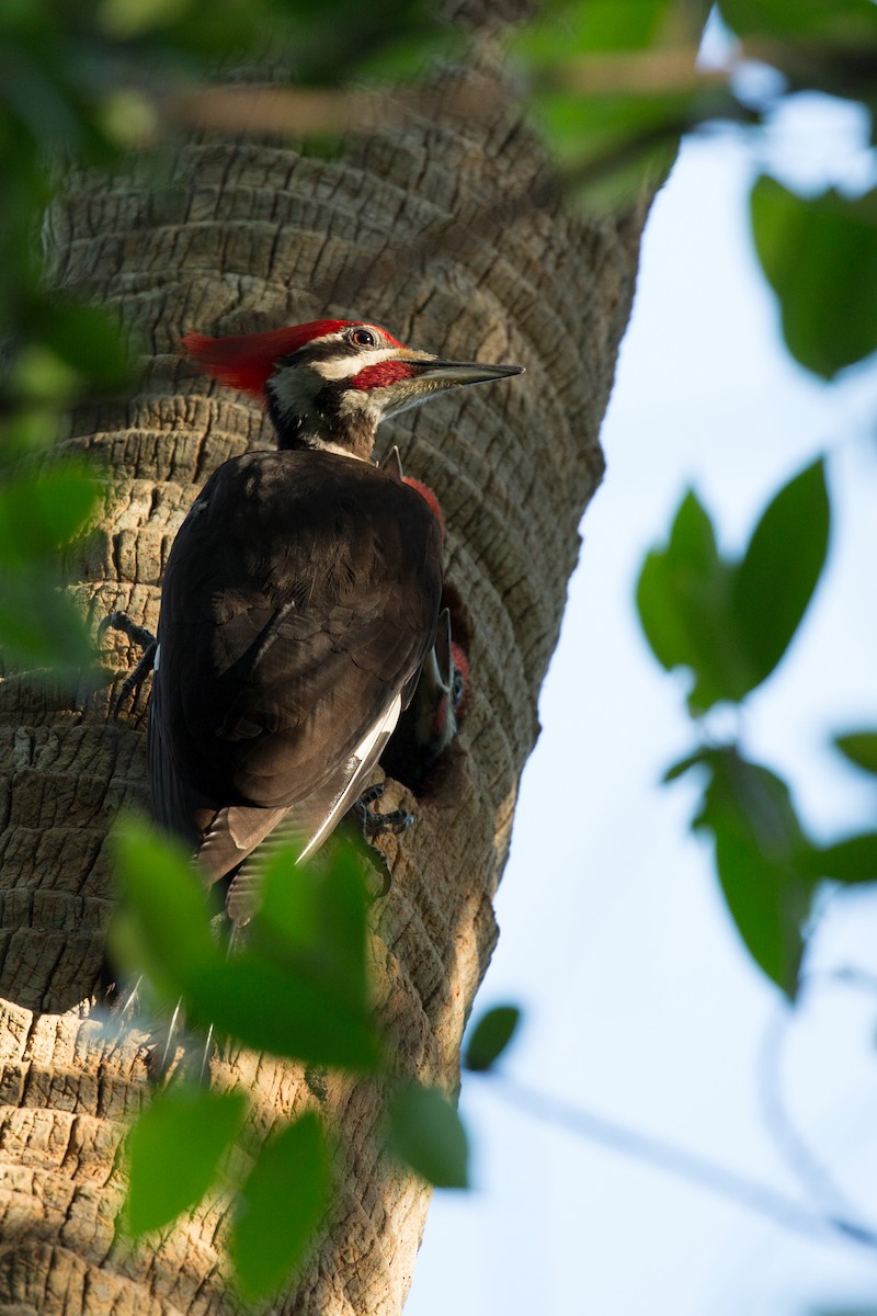 Pileated Woodpecker - Everett Sullivan