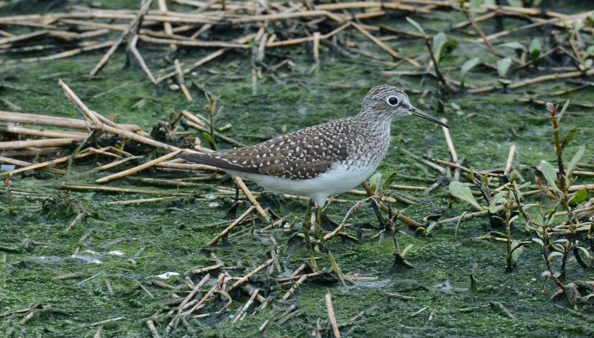 Solitary Sandpiper - Amy Bishop & Doug Booher