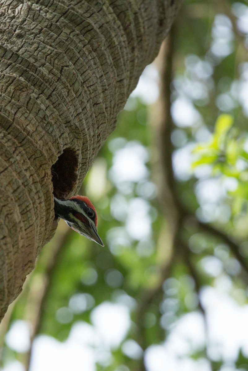 Pileated Woodpecker - Everett Sullivan