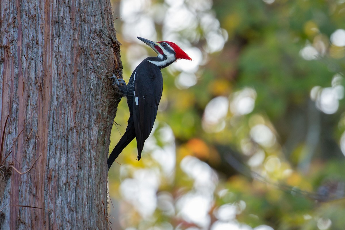 Pileated Woodpecker - ML131577121