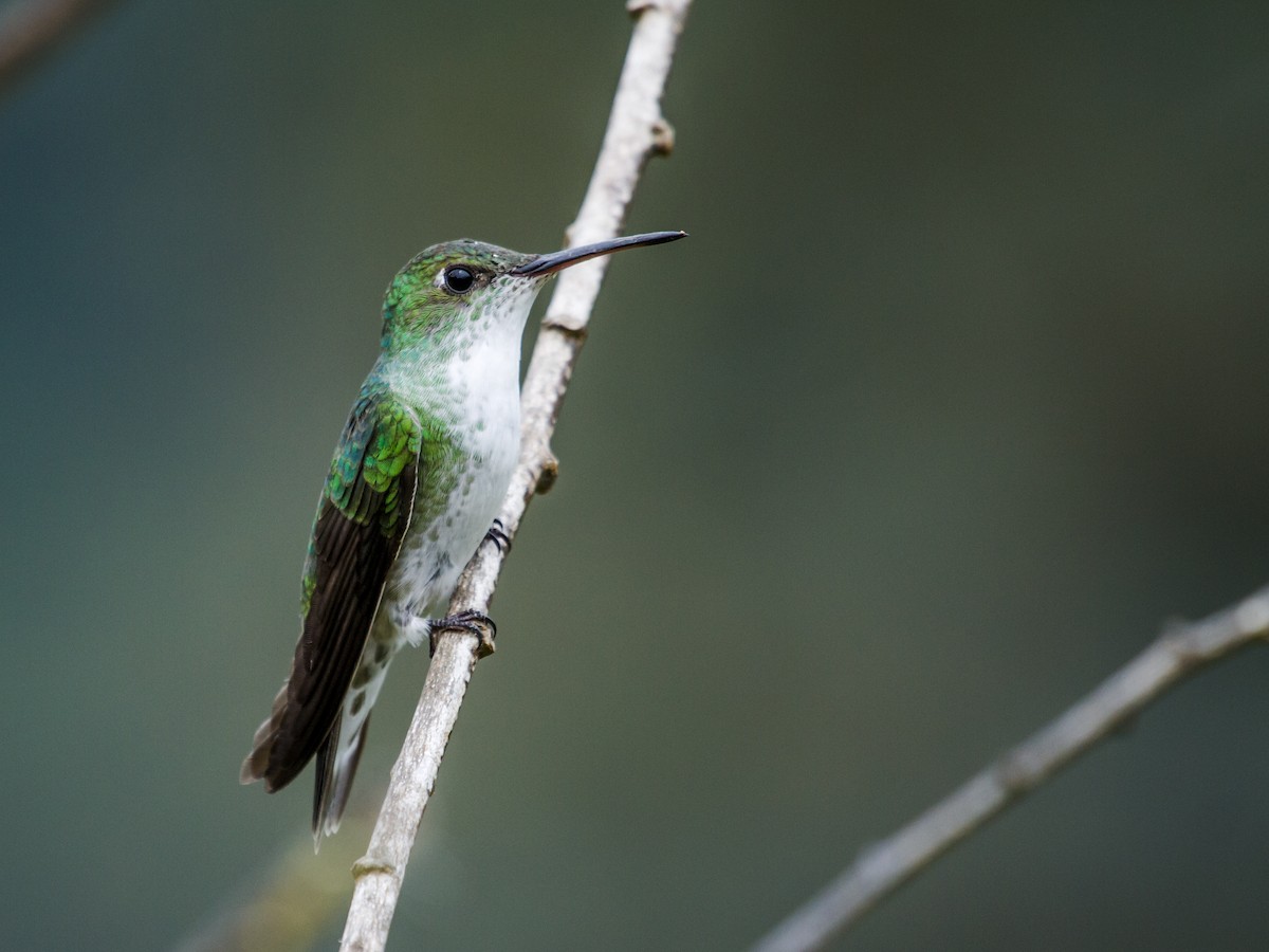 White-bellied Hummingbird - Nick Athanas
