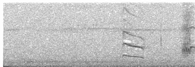 Гвианская иглохвостка - ML131578211