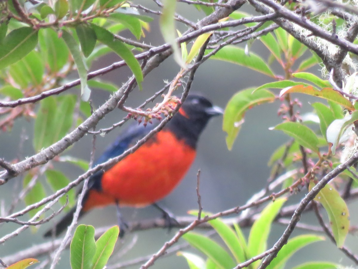 Scarlet-bellied Mountain Tanager - ML131579131