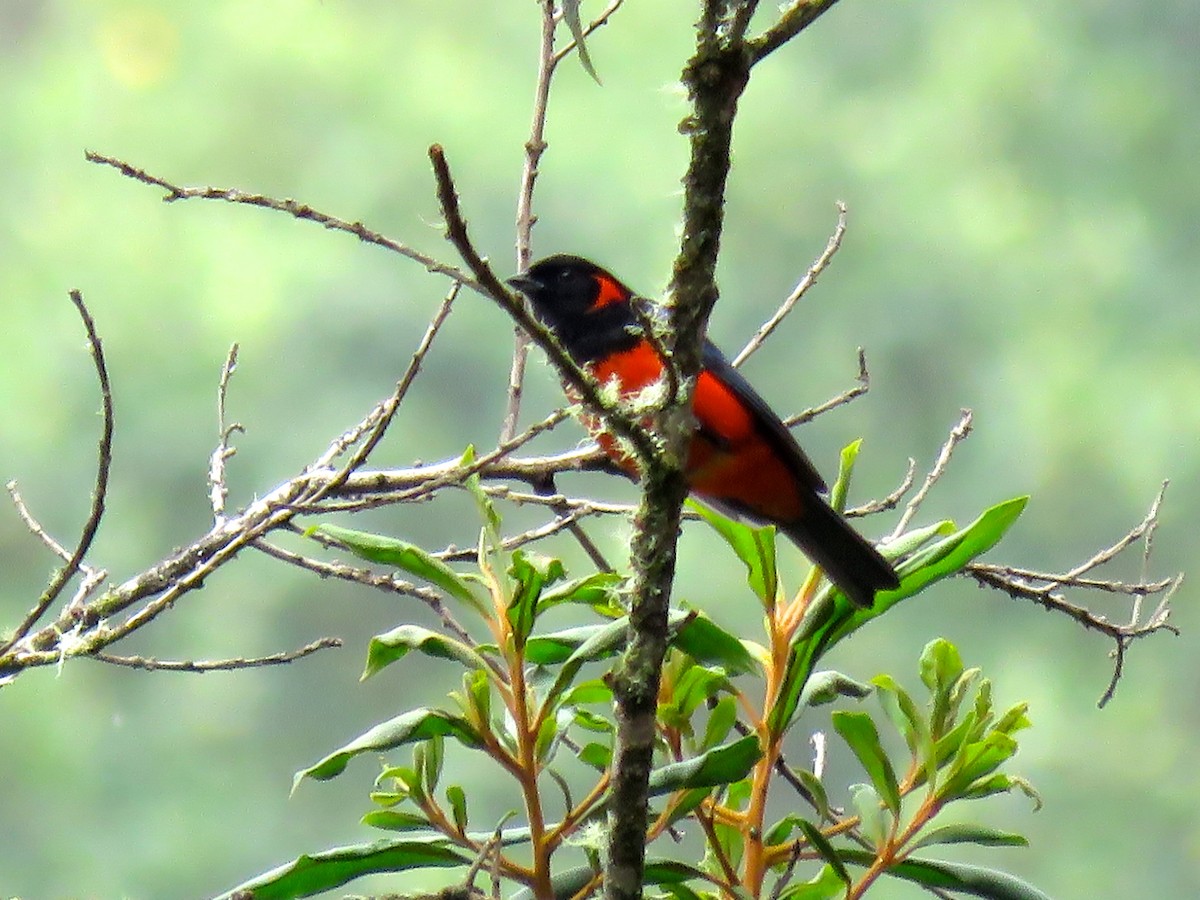Scarlet-bellied Mountain Tanager - ML131579161