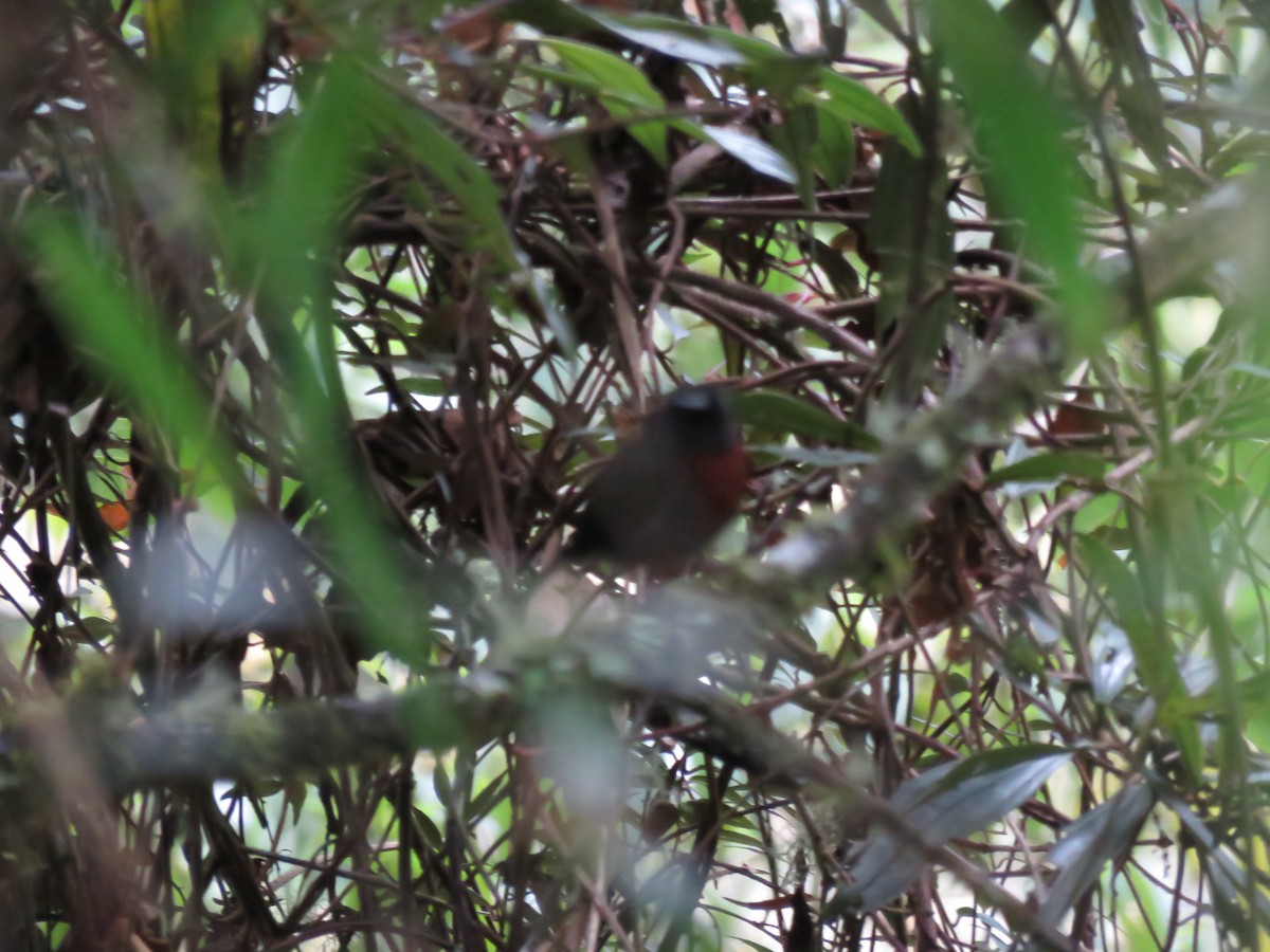 Maroon-belted Chat-Tyrant - ML131579811