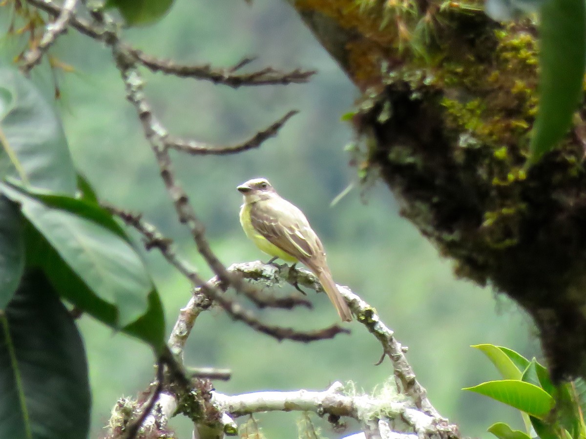 Golden-crowned Flycatcher - ML131581281
