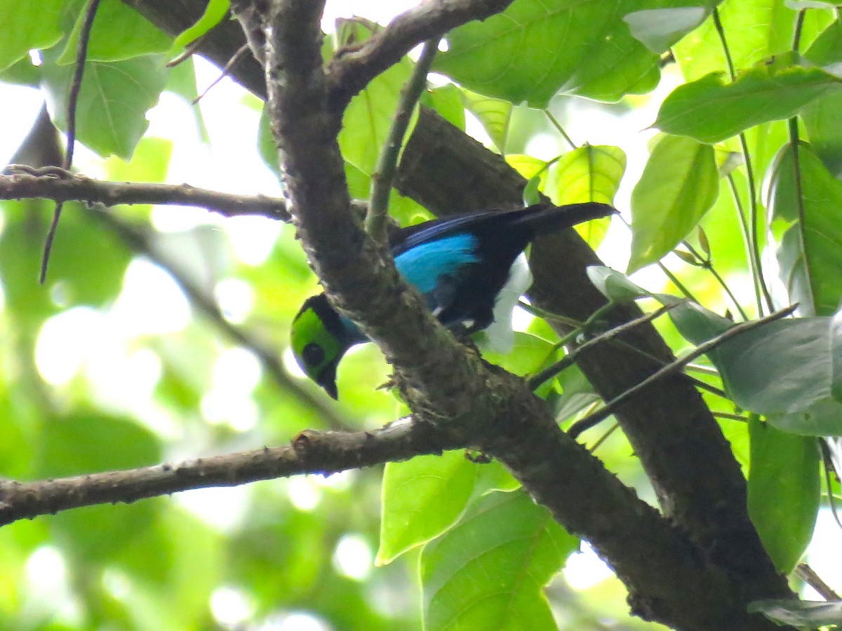 Paradise Tanager - Chris Welsh