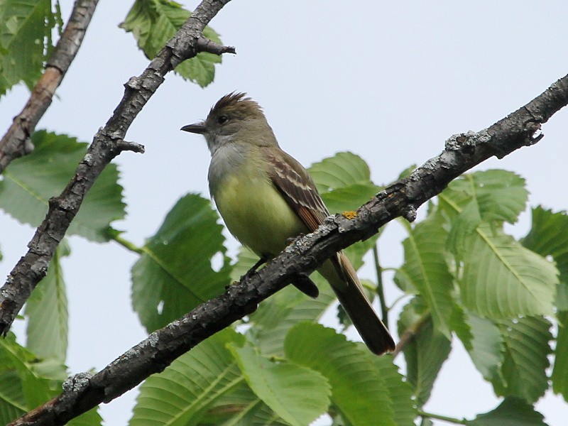 Great Crested Flycatcher - ML131585671