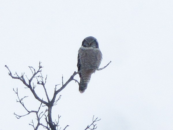 Northern Hawk Owl - Vitalii Khustochka