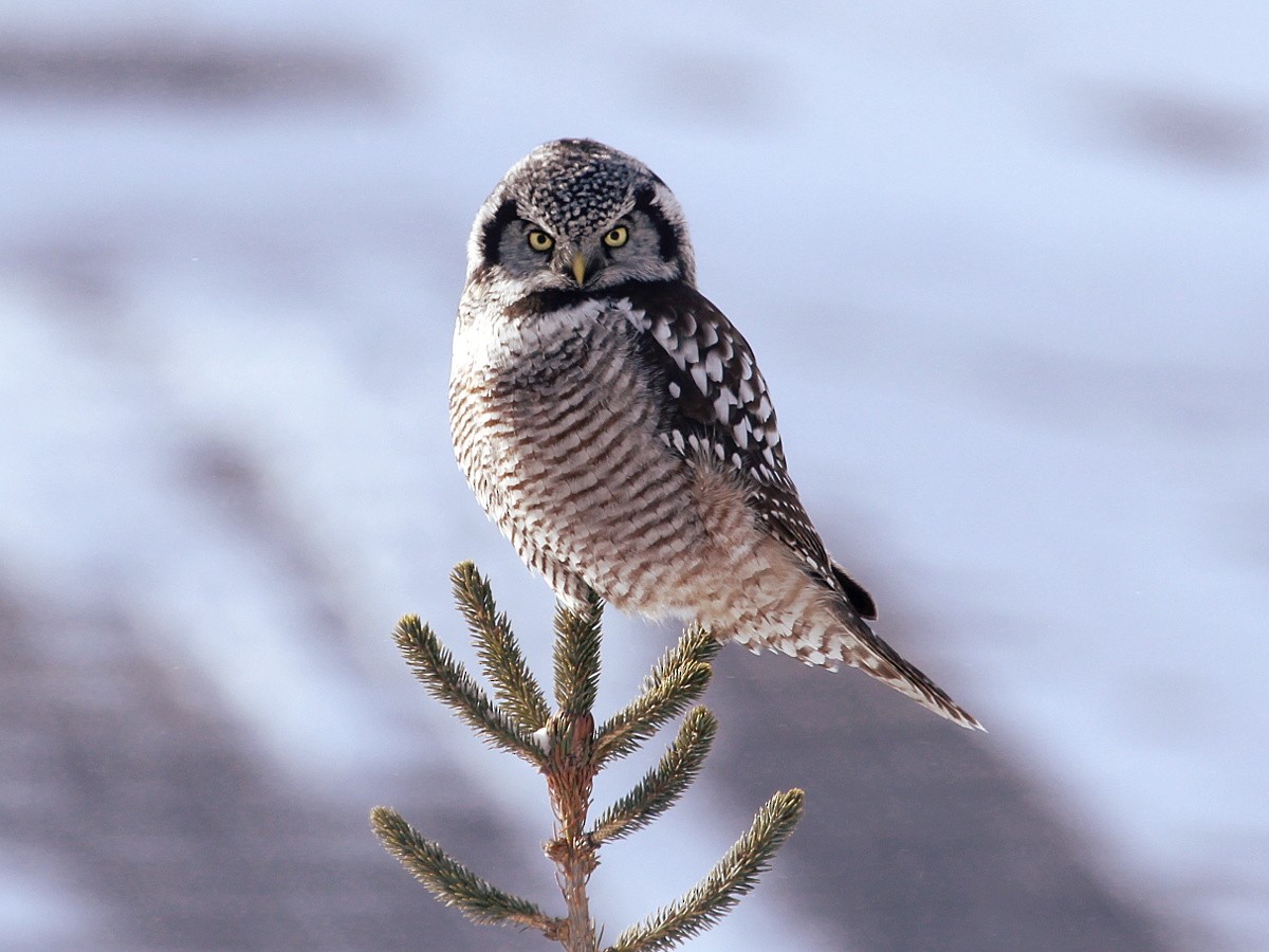 Northern Hawk Owl - Vitalii Khustochka