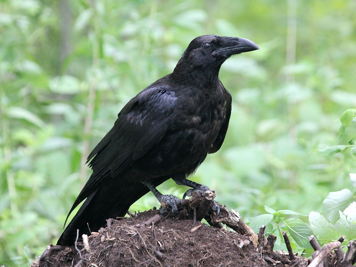 Common Raven - Vitalii Khustochka