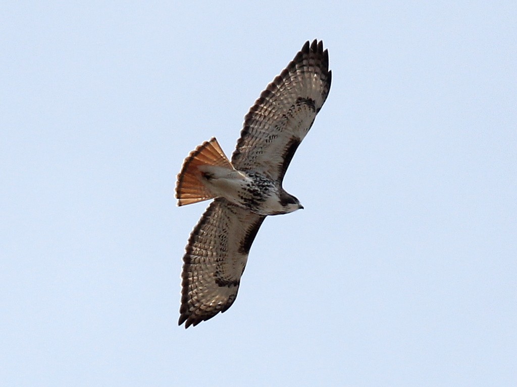 Red-tailed Hawk - Vitalii Khustochka