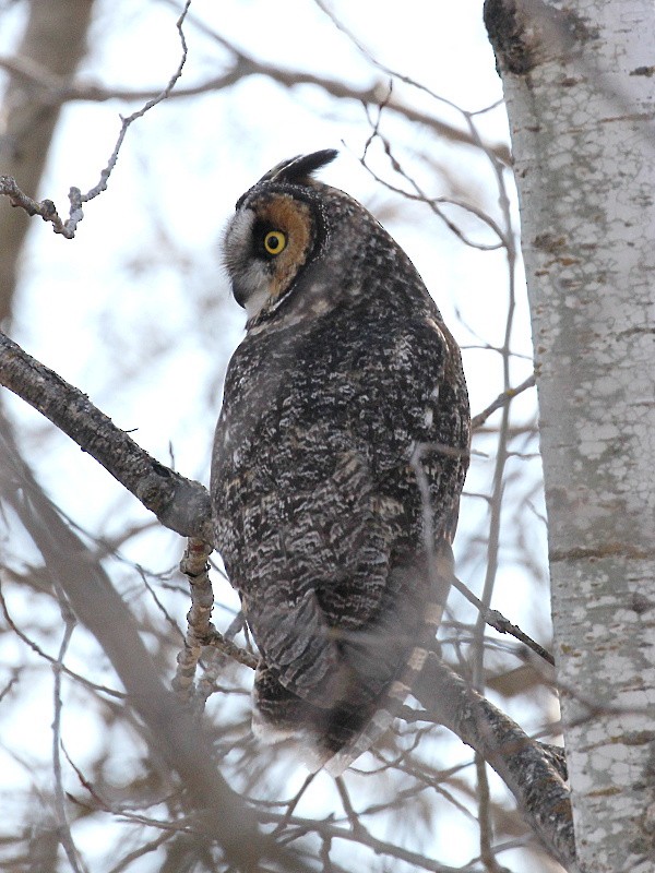Long-eared Owl - Vitalii Khustochka