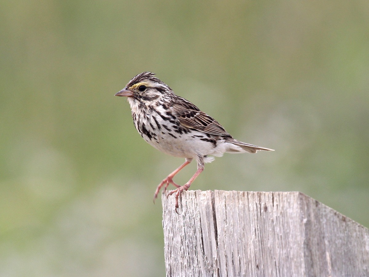 Savannah Sparrow - Vitalii Khustochka