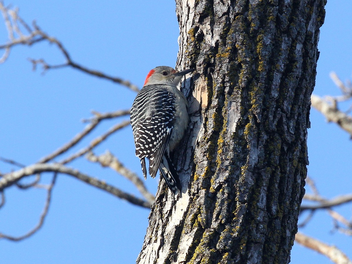 Red-bellied Woodpecker - Vitalii Khustochka