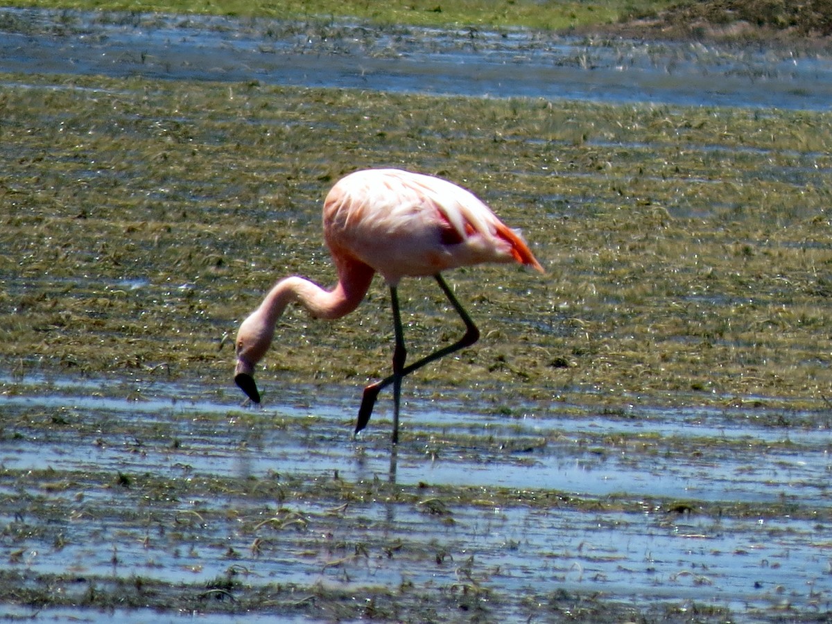 Chilean Flamingo - Michael Bowen