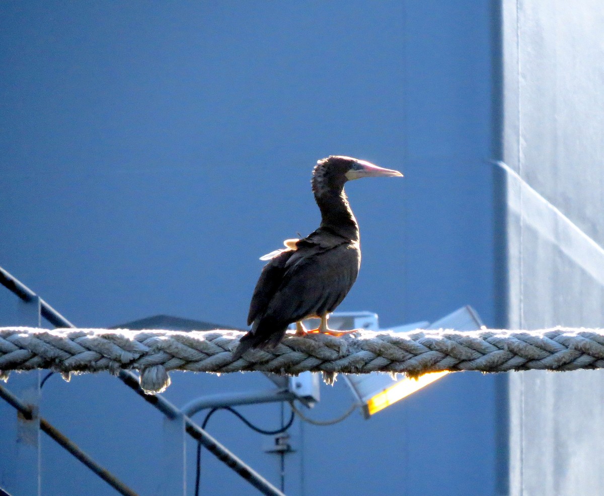 Brown Booby - ML131604391