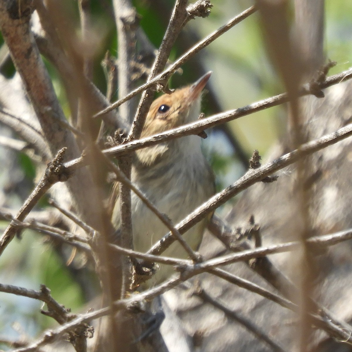 Fulvous-faced Scrub-Tyrant - Cliff Cordy