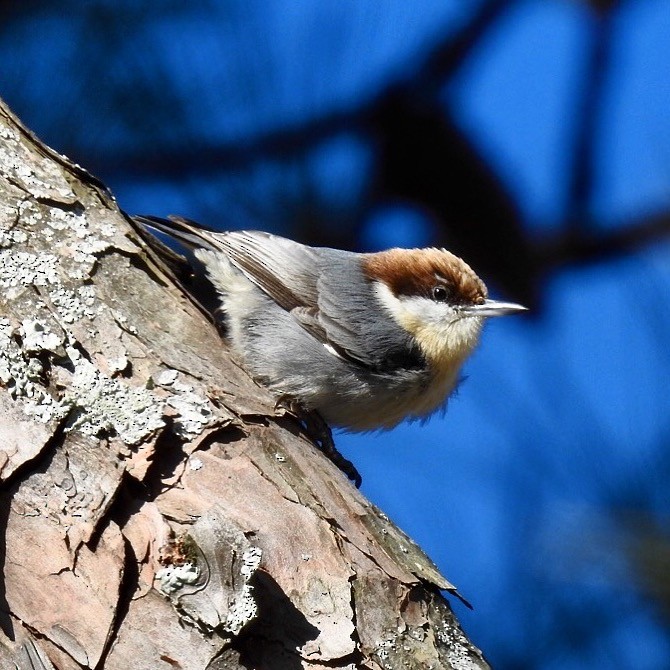 Brown-headed Nuthatch - ML131621521