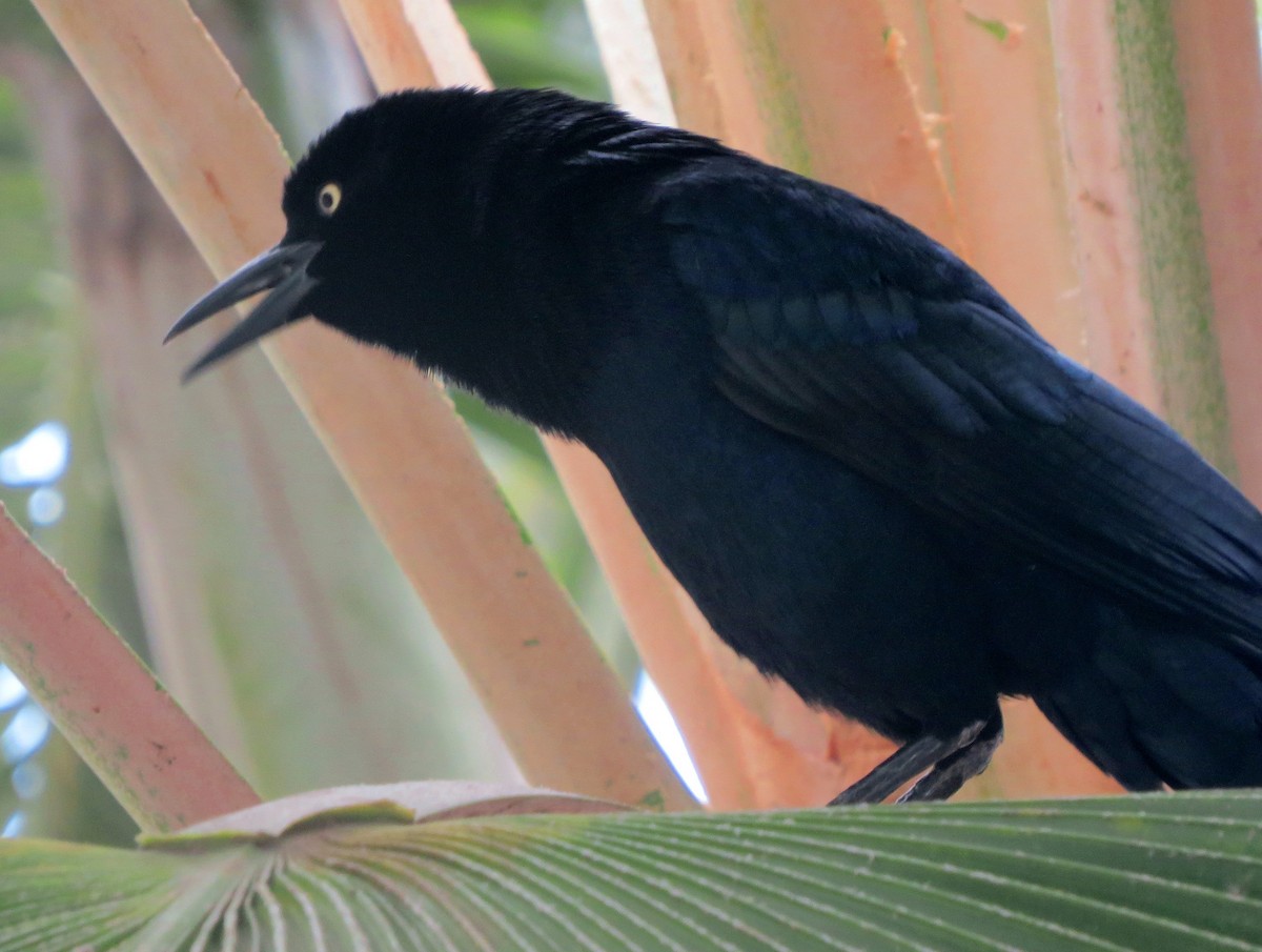 Great-tailed Grackle - ML131625061