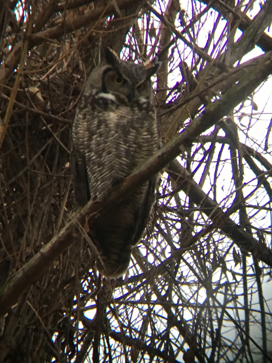 Great Horned Owl - ML131626541