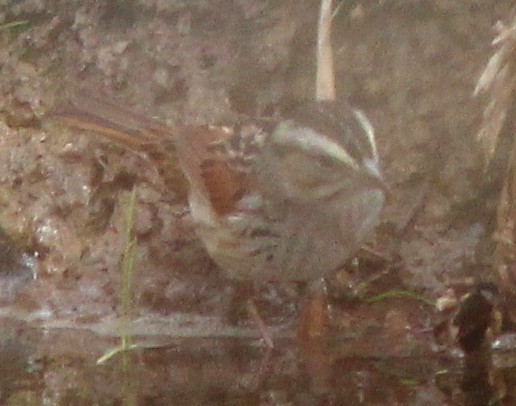 Swamp Sparrow - ML131626681