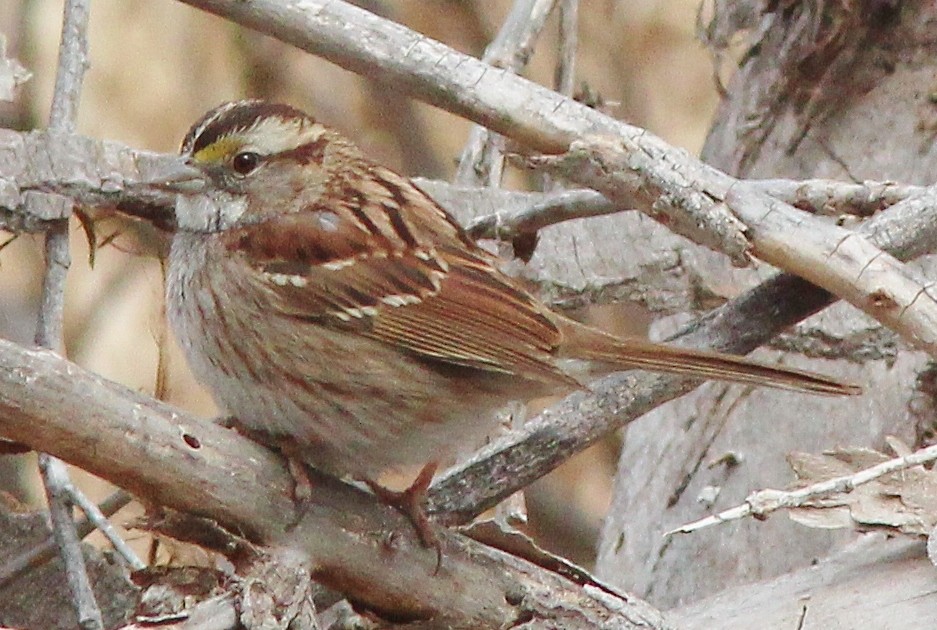 White-throated Sparrow - ML131627141