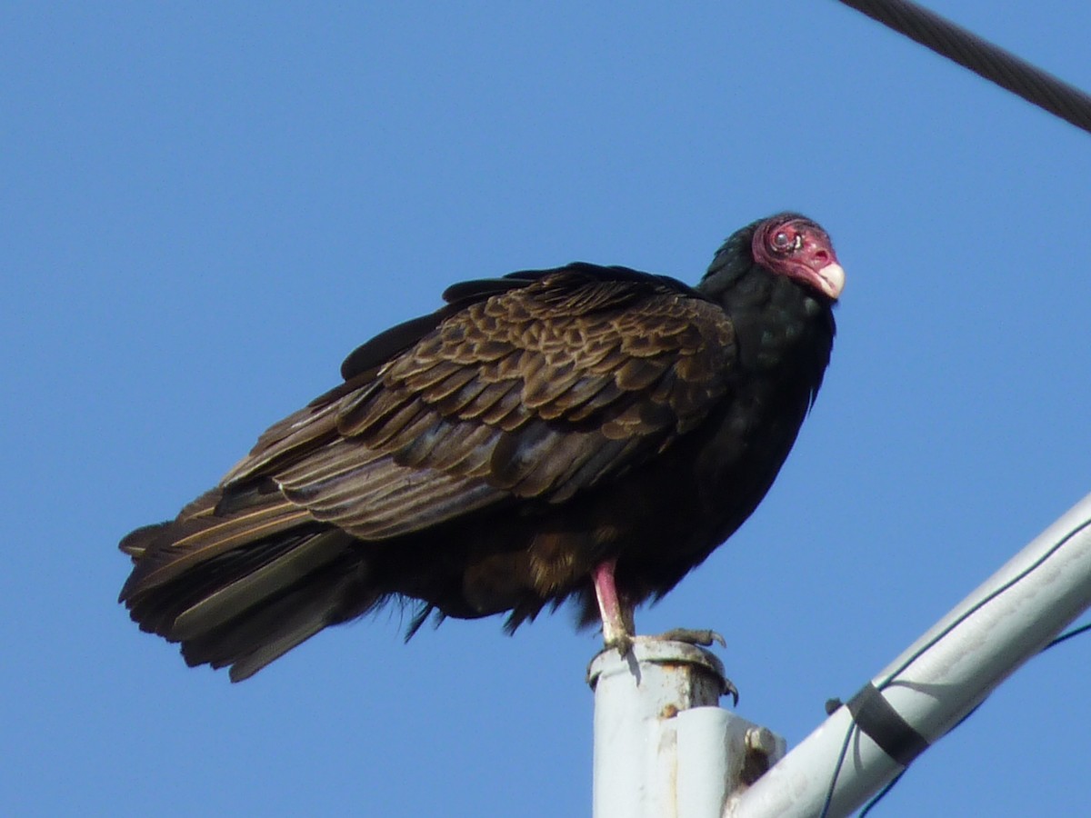 Turkey Vulture - Francisco Valero