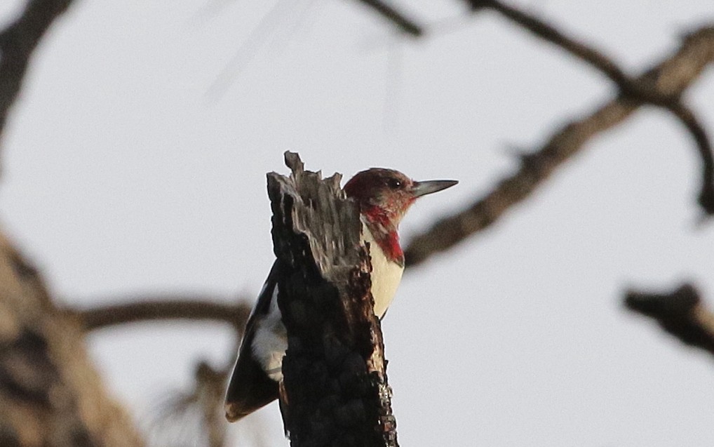 Red-headed Woodpecker - mitchell HARRIS