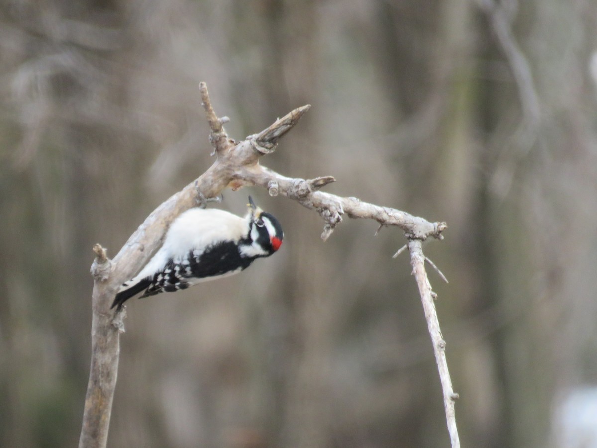 Downy Woodpecker - Jim Crites
