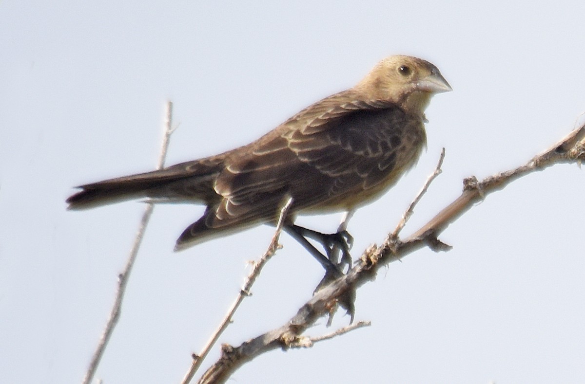 Brown-headed Cowbird - ML131630341