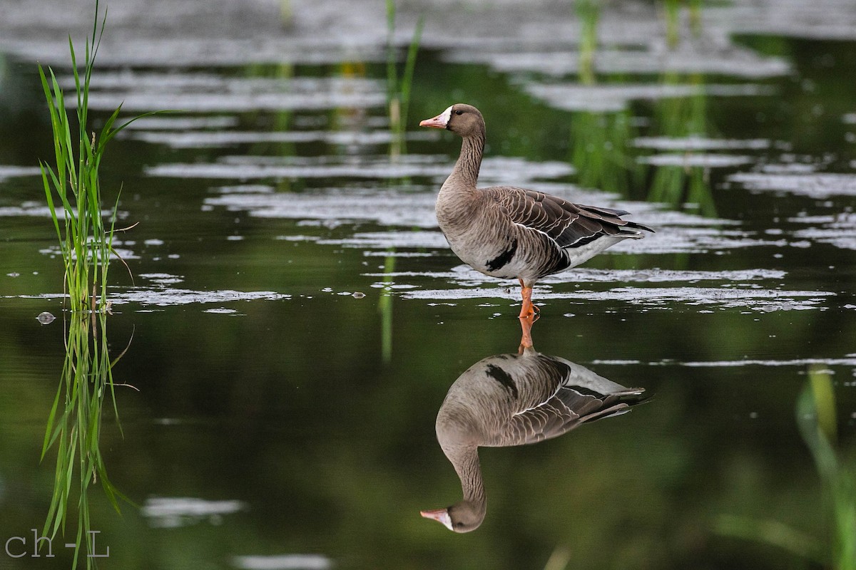 Greater White-fronted Goose - ML131631631