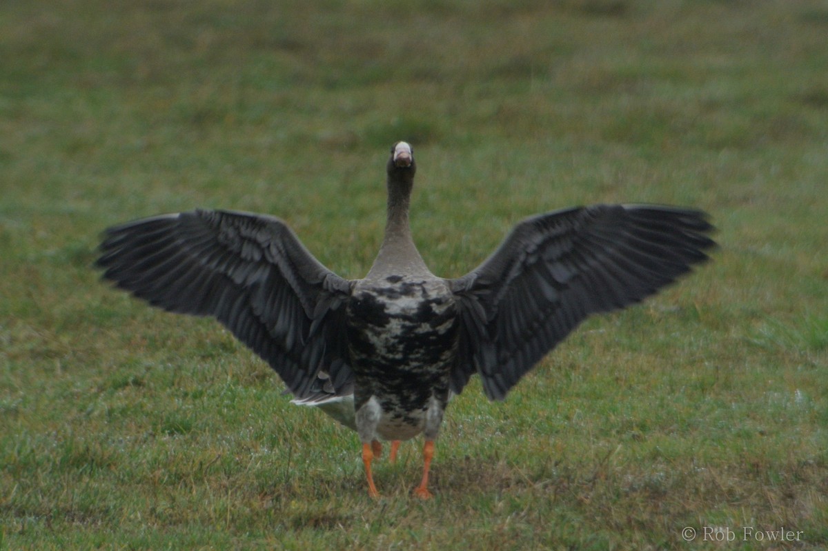 Greater White-fronted Goose - ML131635241