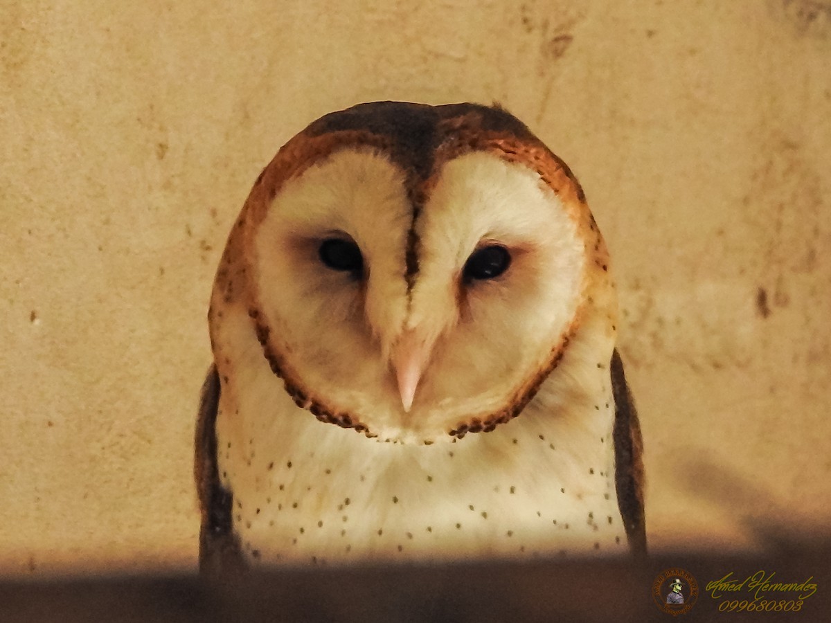 Barn Owl - Amed Hernández