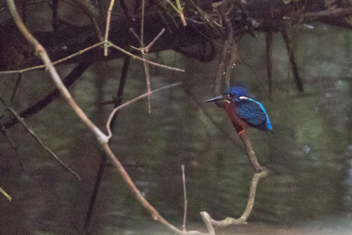 Blue-eared Kingfisher - Doug Gochfeld