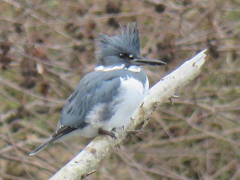 Belted Kingfisher - Tracy The Birder