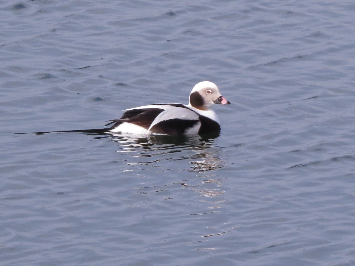 Long-tailed Duck - ML131641371