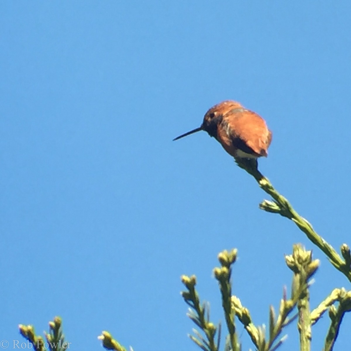 Rufous Hummingbird - ML131642221