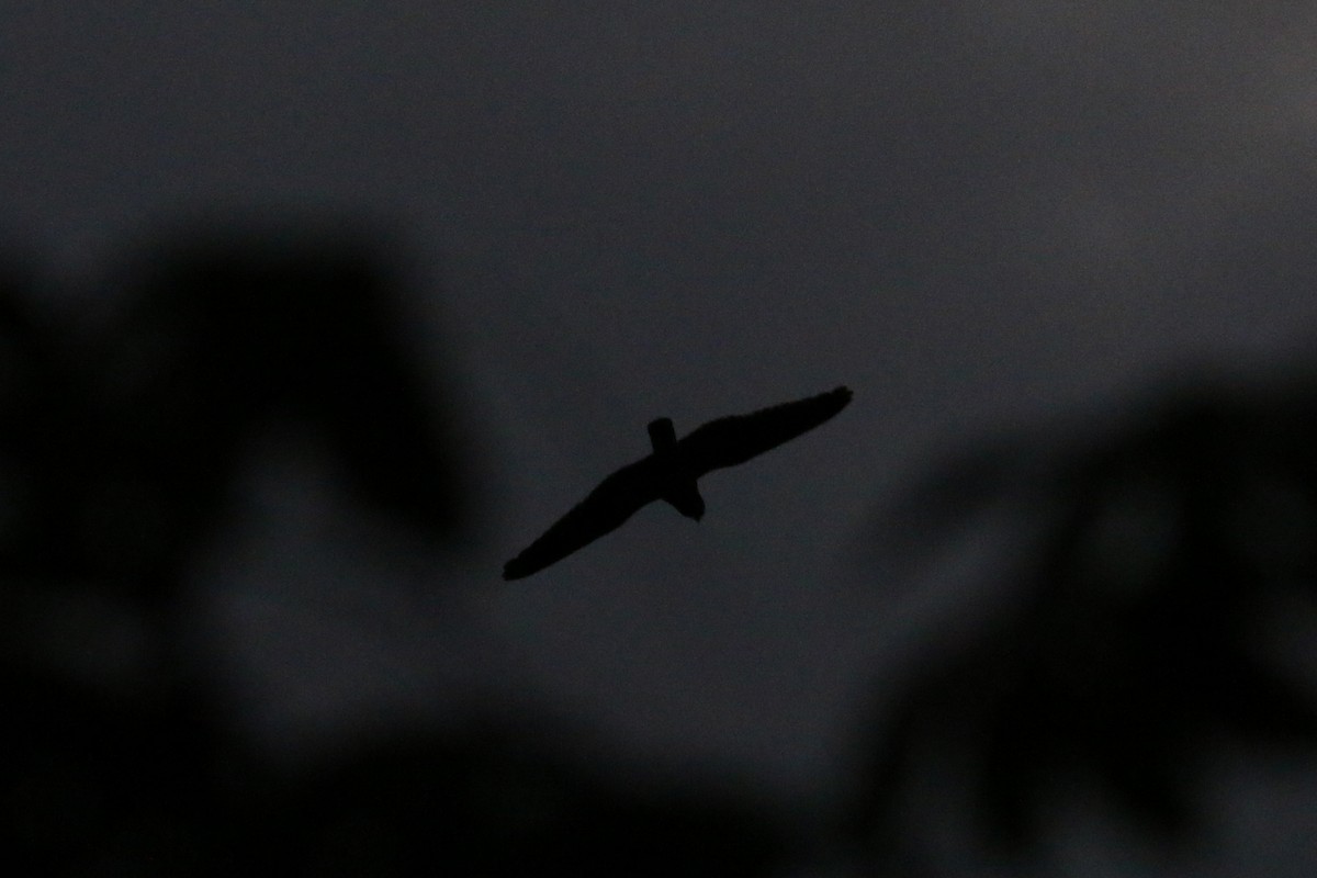 Short-tailed Nighthawk - David Garrigues