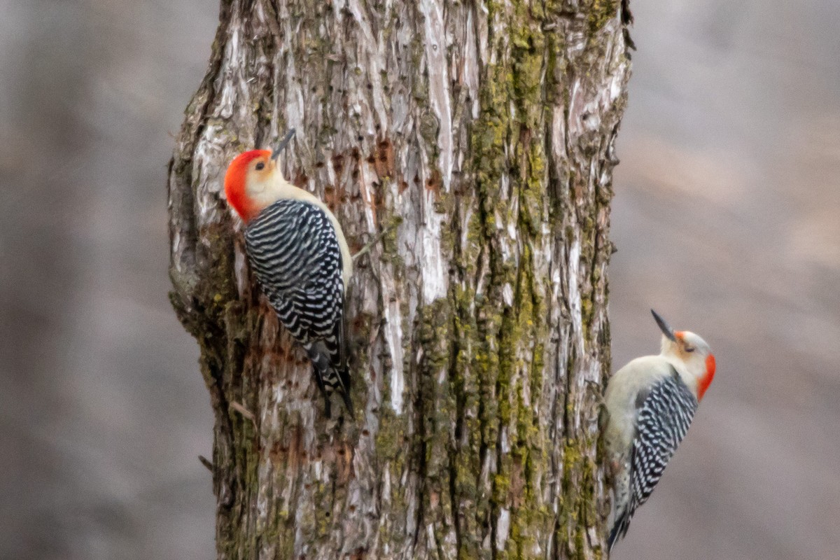 Red-bellied Woodpecker - Fred Hochstaedter