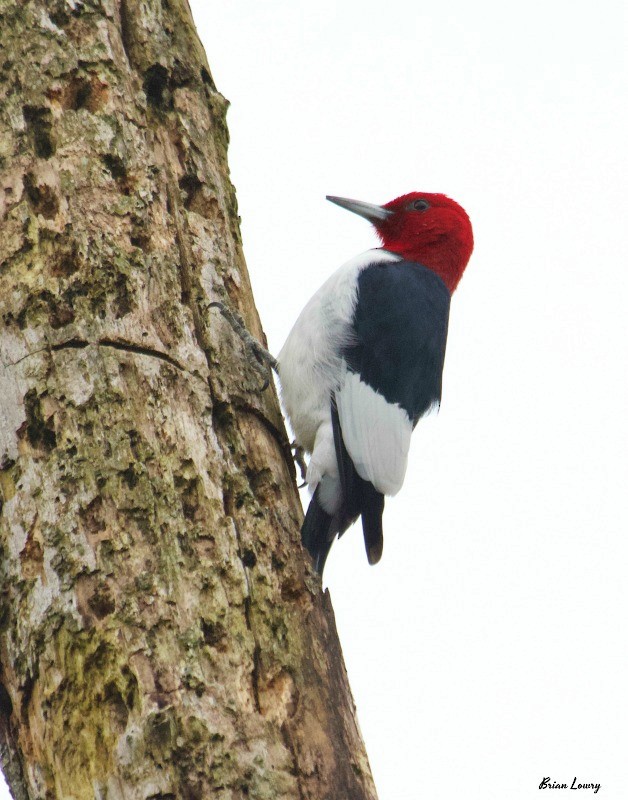 Red-headed Woodpecker - Brian Lowry