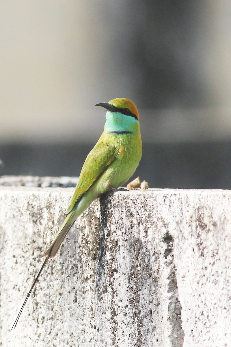 Asian Green Bee-eater - Aravind AM