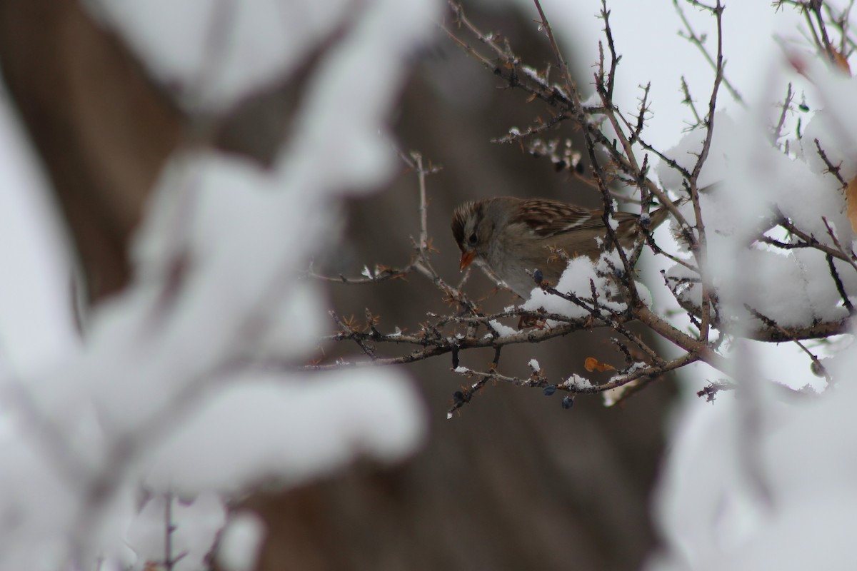 White-crowned Sparrow - ML131648961