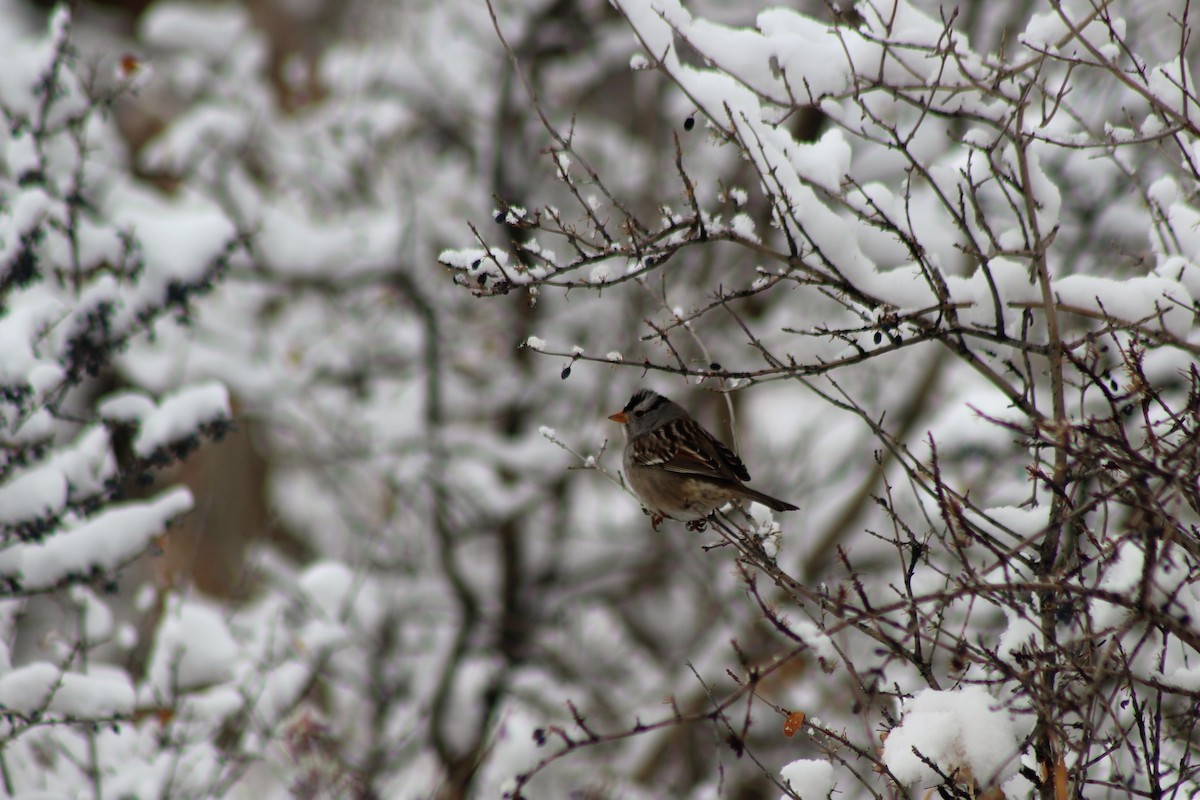 White-crowned Sparrow - ML131649141