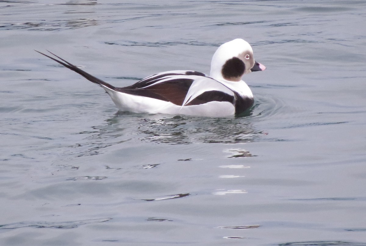 Long-tailed Duck - Kevin Seymour