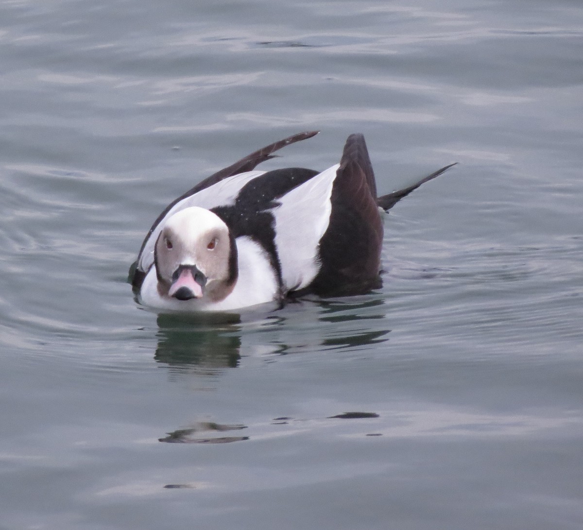 Long-tailed Duck - ML131650831