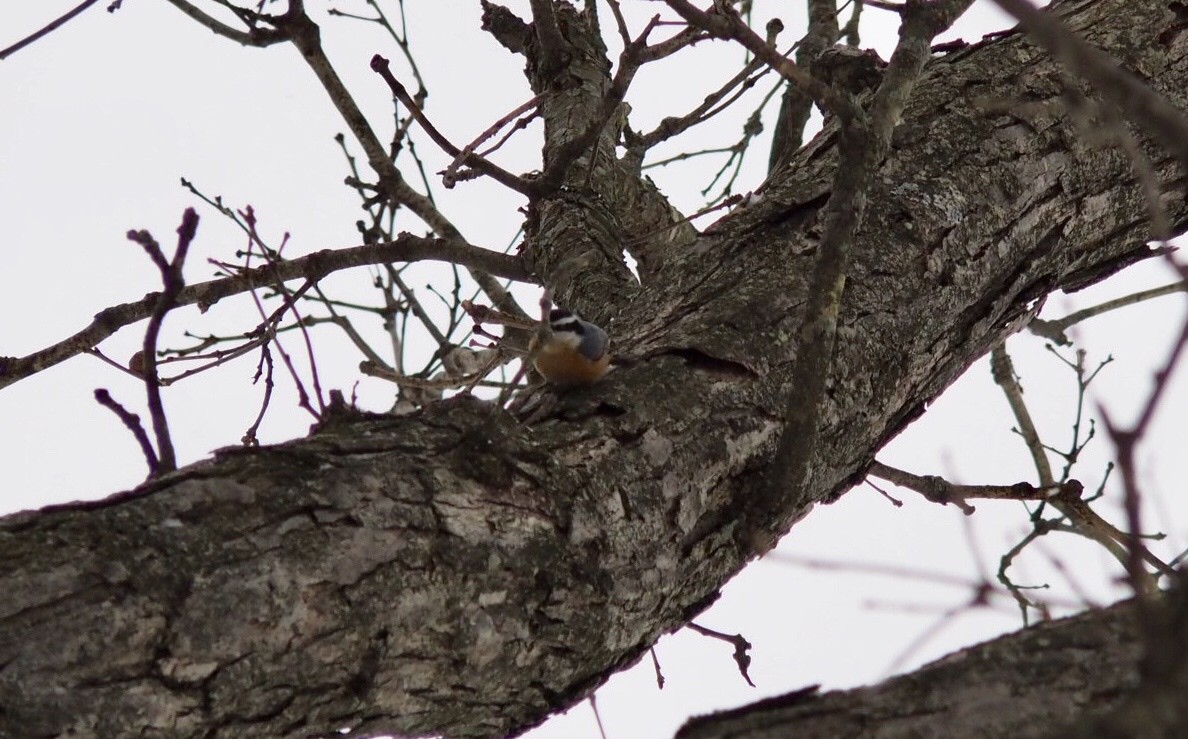 Red-breasted Nuthatch - ML131651111