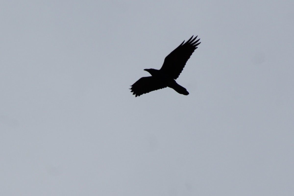 Common Raven - ML131654971