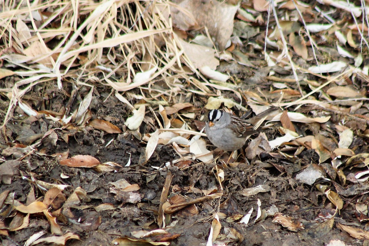 White-crowned Sparrow - ML131655461