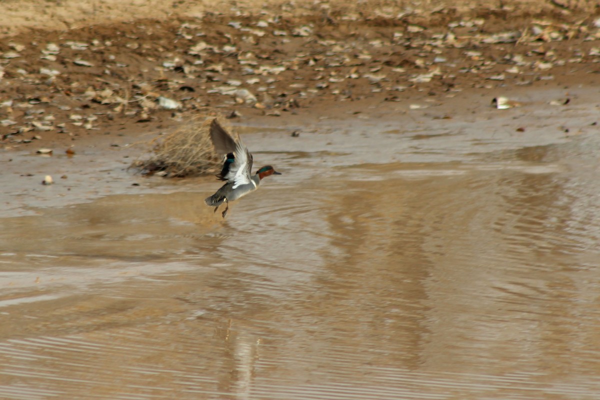 Green-winged Teal - ML131655551